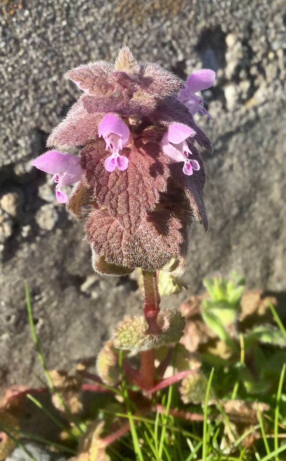 Image of purple archangel