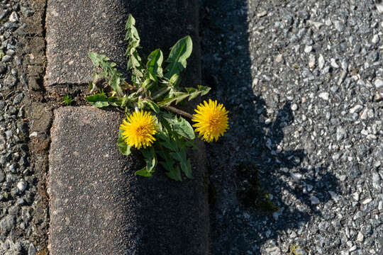 Image of dandelion