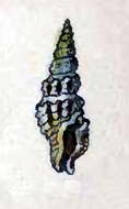 Image of Lioglyphostoma ericea (Hinds 1843)