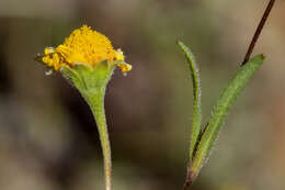 Lasthenia gracilis (DC.) Greene的圖片