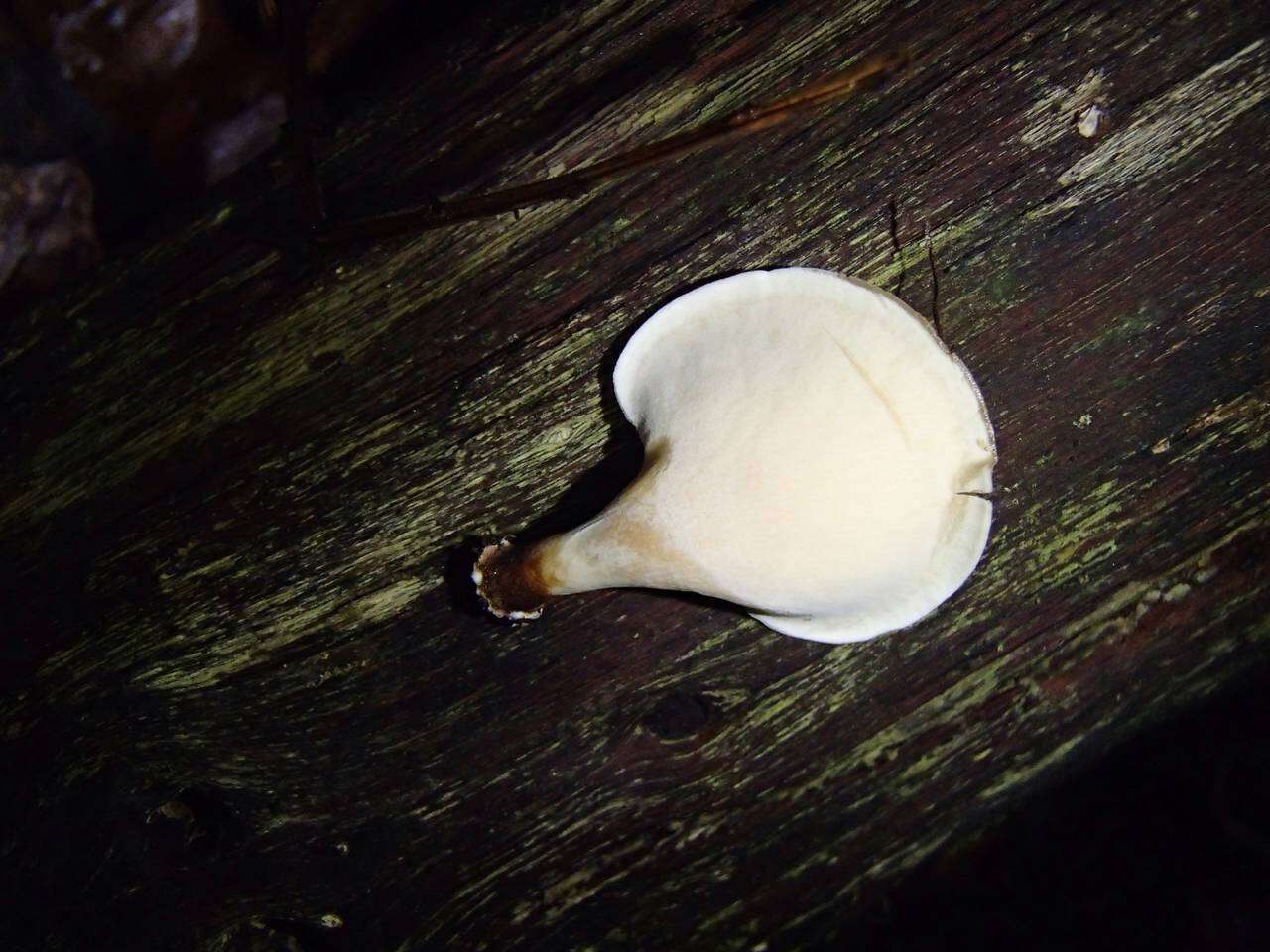 Image of Polyporus leprieurii Mont. 1840