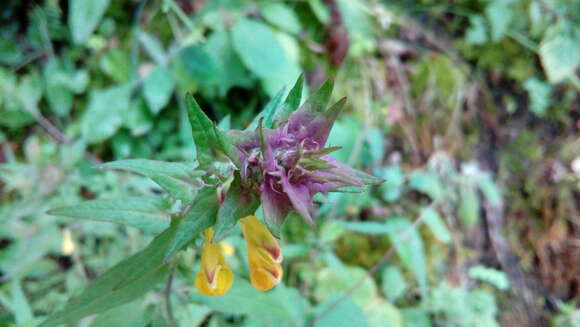 Слика од Melampyrum nemorosum L.