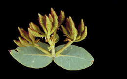 Image of Corymbia setosa (Schauer) K. D. Hill & L. A. S. Johnson