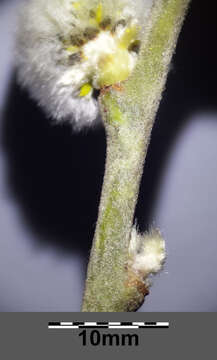 Image of goat willow