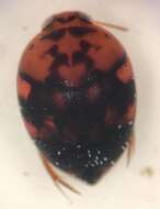 Image de Suphis