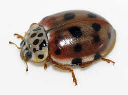 Image of Ladybird beetle