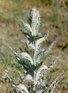 Image of Moor's Cotton Thistle