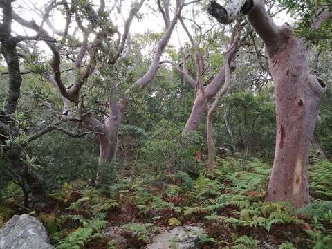 Image of Brittle Gum