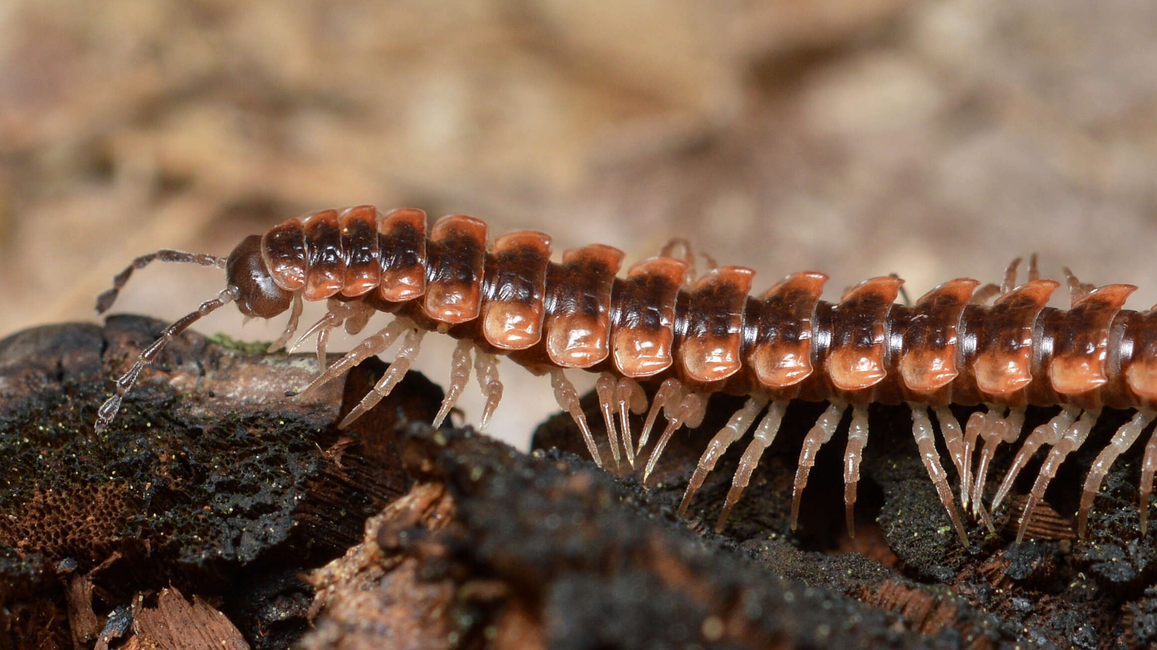 Image of Pseudopolydesmus