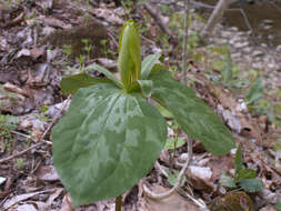 Imagem de Trillium sessile L.