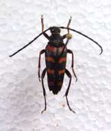 Image of Leptura quadrifasciata Linné 1758