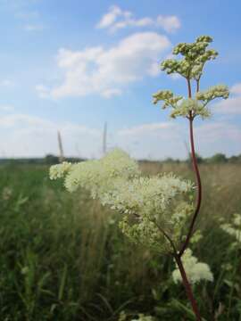 Image of Meadowsweet