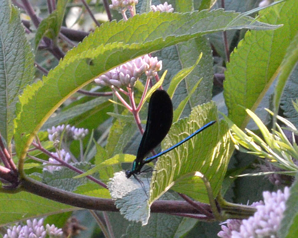 Image of Ebony Jewelwing