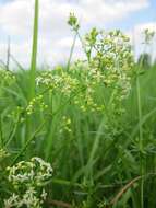 Image of White bedstraw