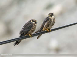 Image of Eurasian Hobby