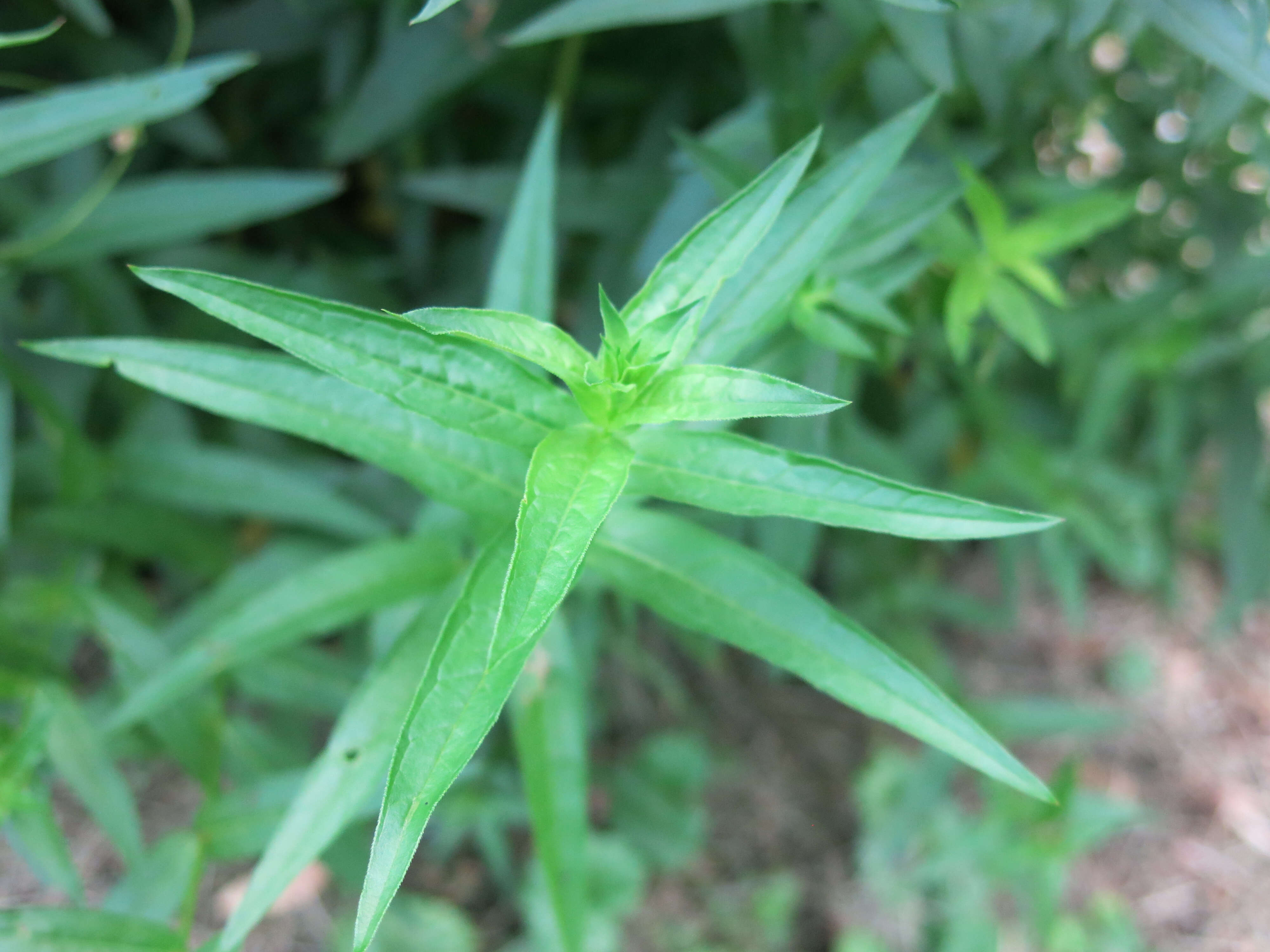 Plancia ëd Lythrum salicaria L.