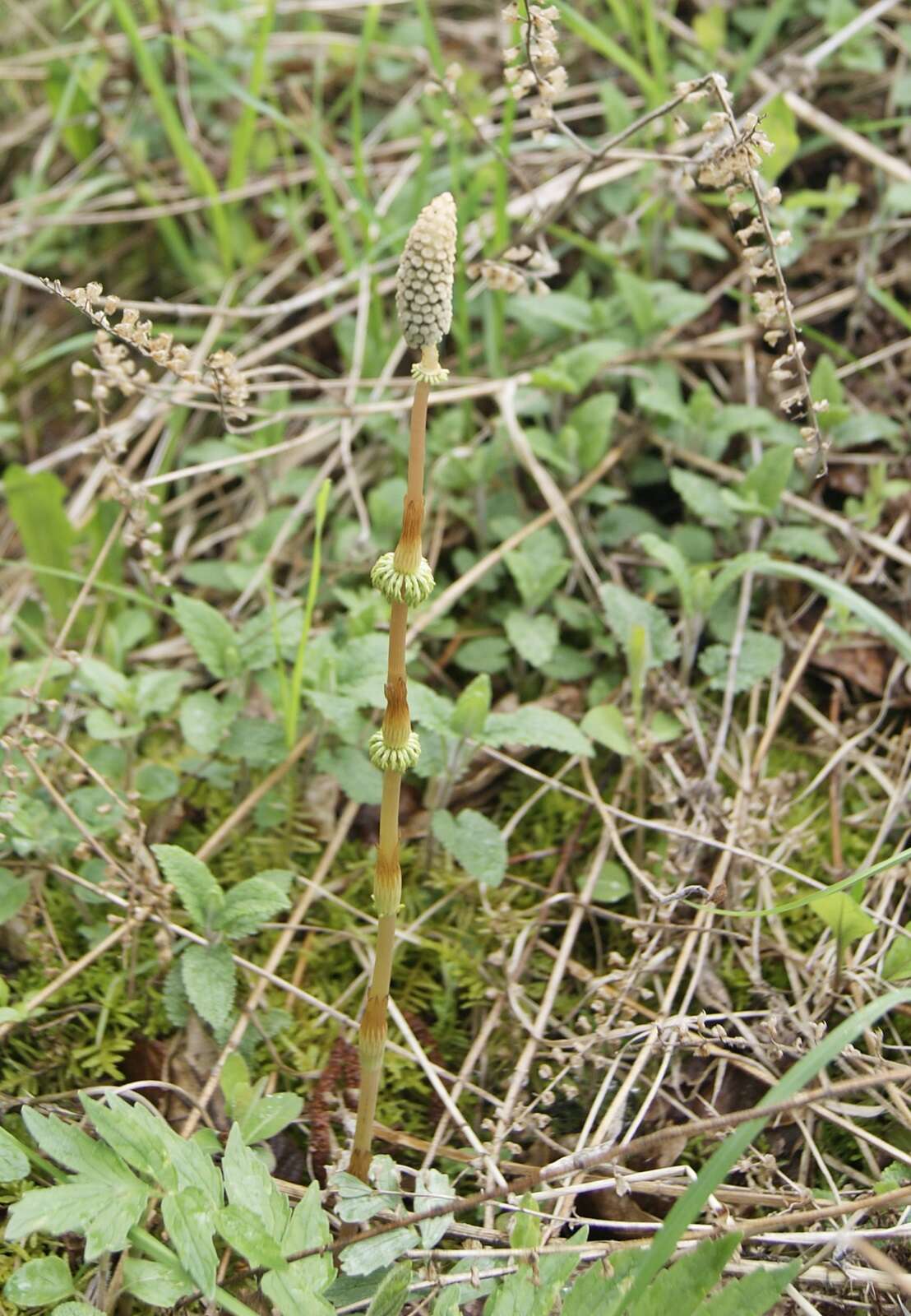 Imagem de Equisetum sylvaticum L.