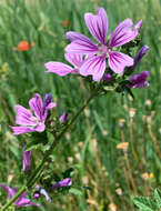 Image of high mallow