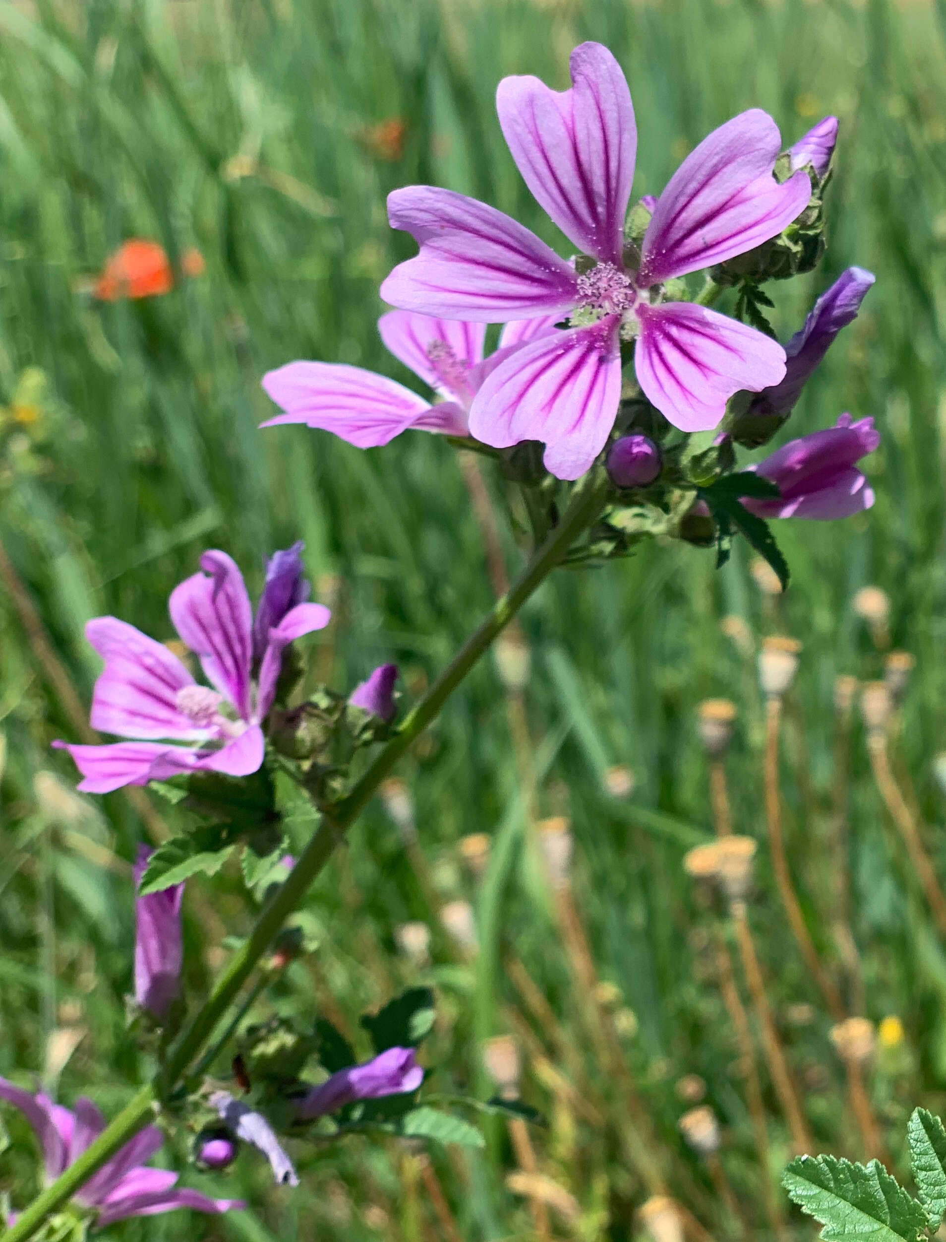 Image of high mallow