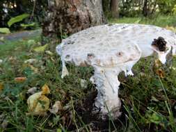 Image of Amanita strobiliformis (Paulet ex Vittad.) Bertill. 1866