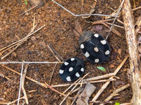 Image of Therea petiveriana (Linnaeus 1758)