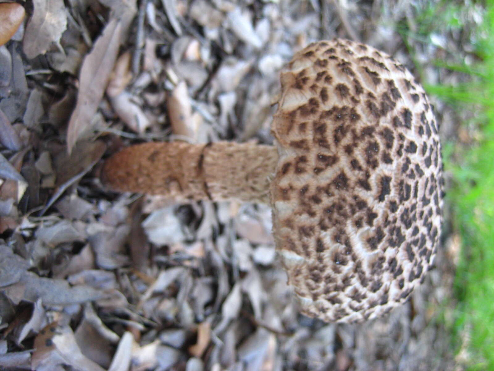 Слика од Strobilomyces strobilaceus (Scop.) Berk. 1851