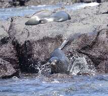 Image of Galapagos Sea Lion