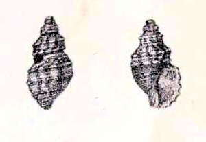 Image of Asperdaphne bitorquata (G. B. Sowerby Iii 1896)