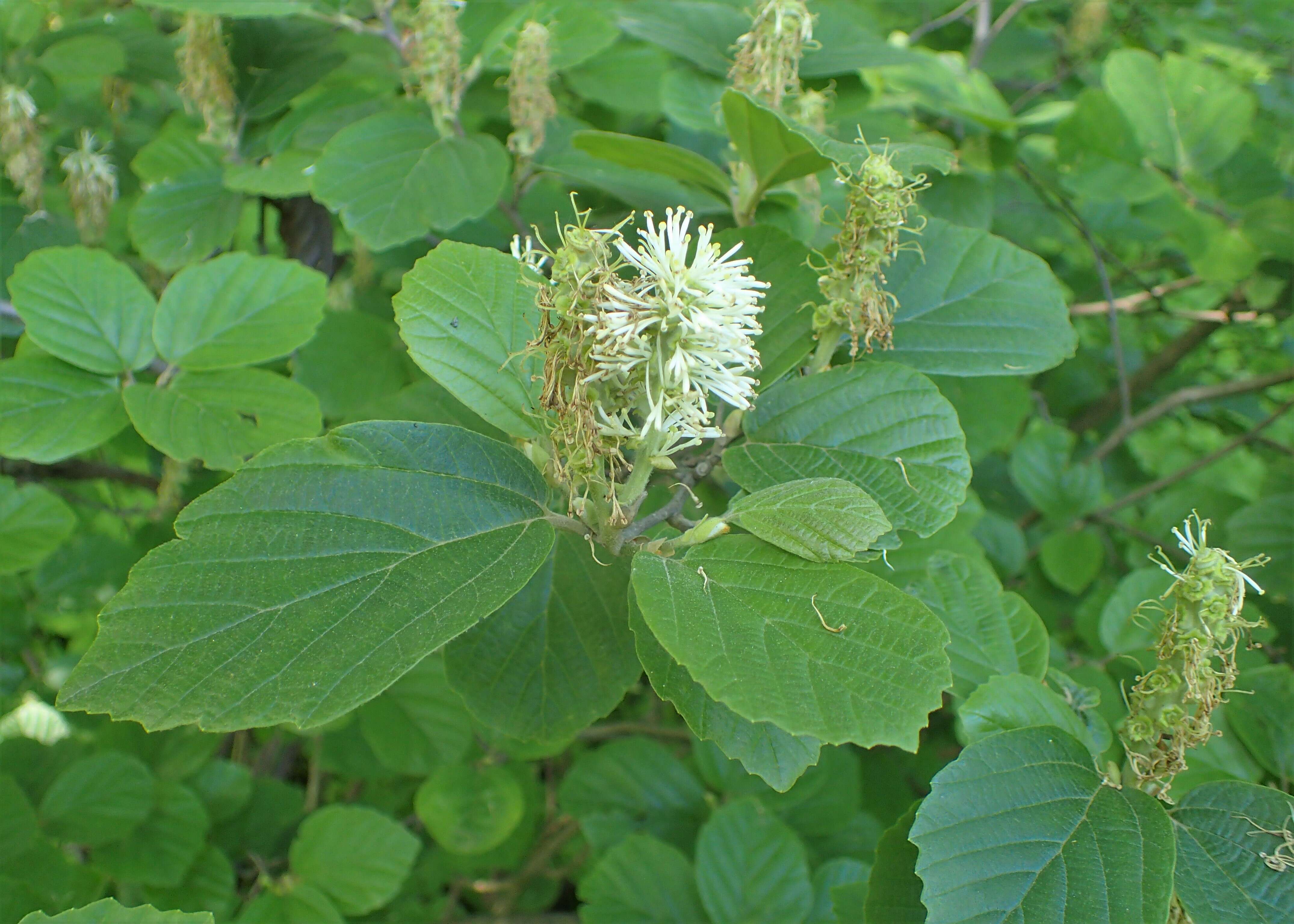 Imagem de Fothergilla major (Sims) Lodd.