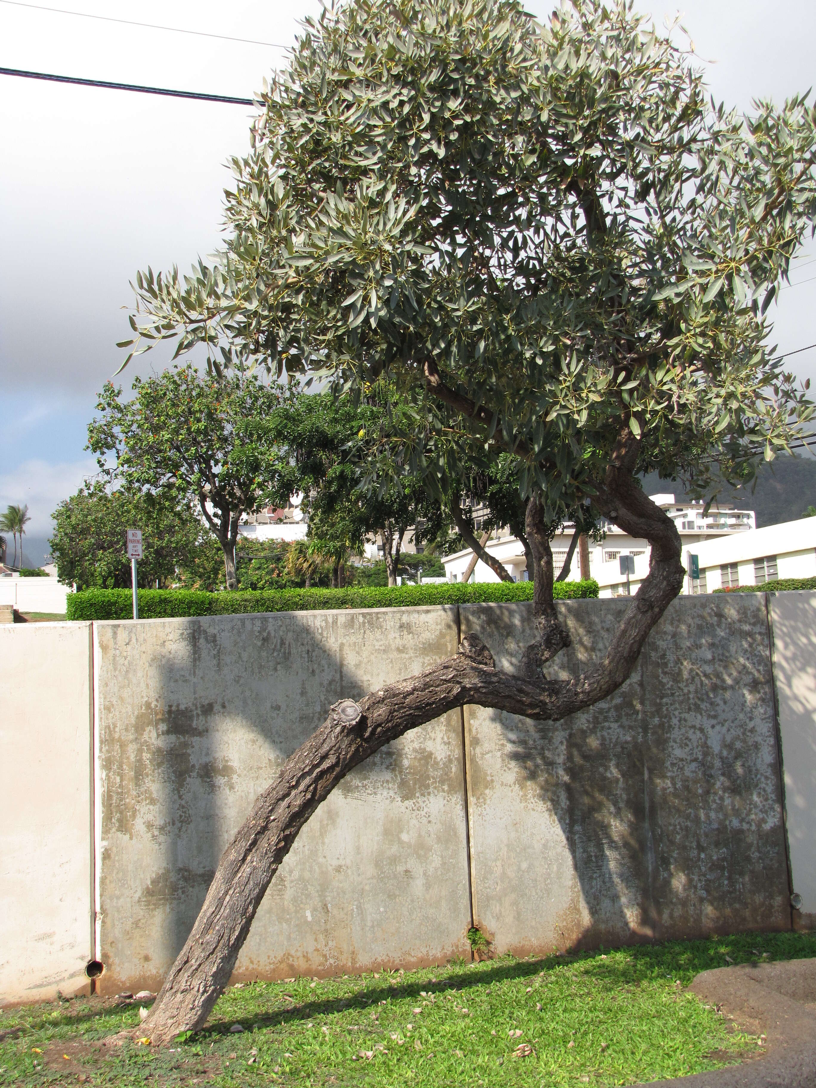 Image of Caribbean trumpet tree