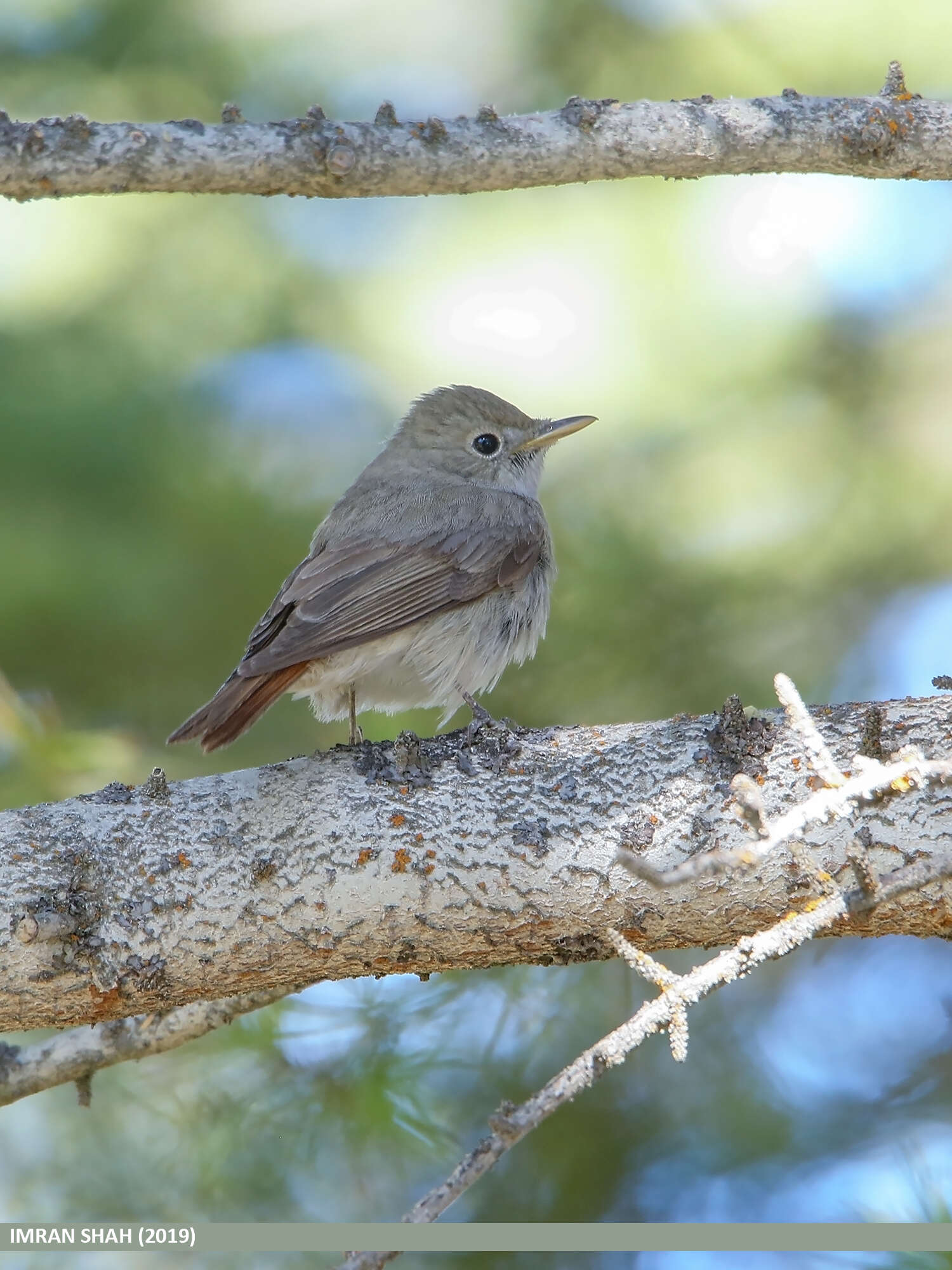 Image of Rusty-tailed Flycatcher