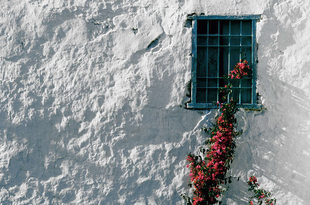 Слика од Bougainvillea glabra Choisy