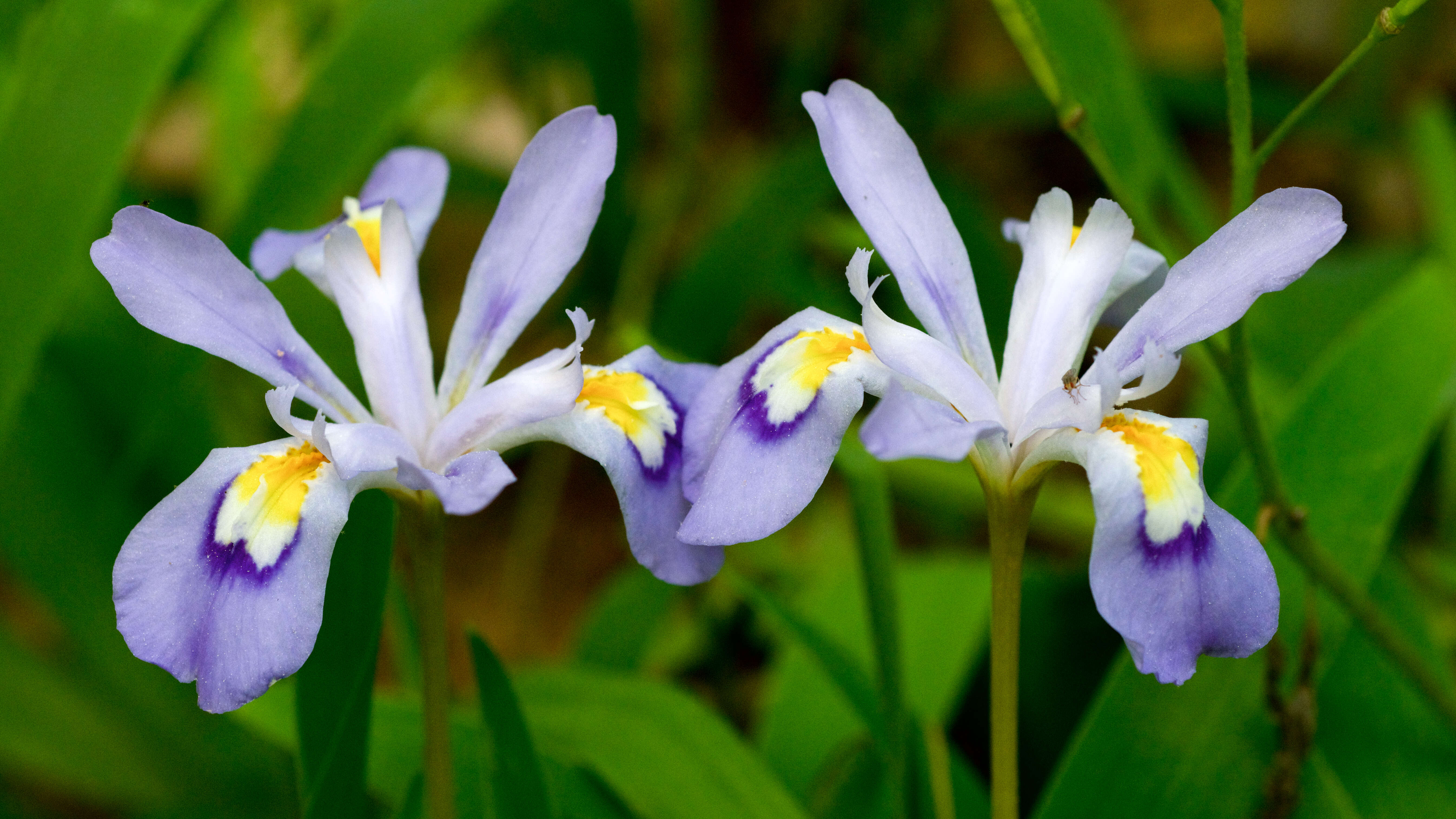 Image of crested iris