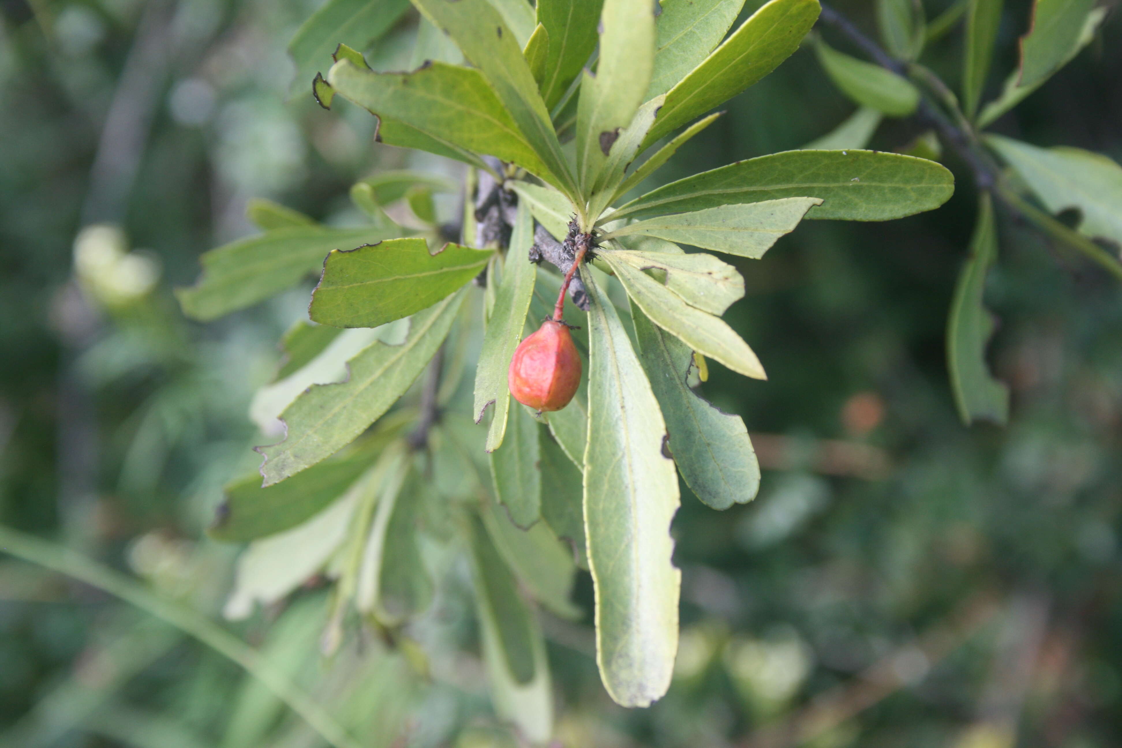 Слика од Gymnosporia tenuispina (Sond.) Szyszyl.