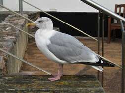 Image of European Herring Gull