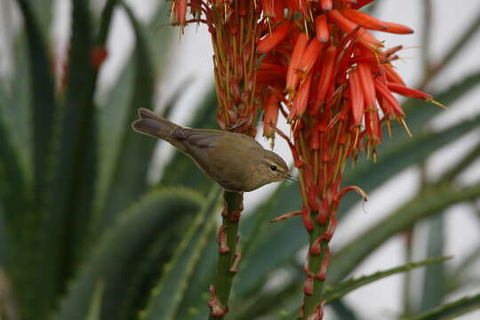 Image of Common Chiffchaff