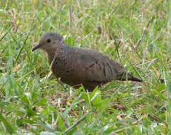 Image of Common Ground Dove