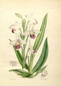 Слика од Phragmipedium schlimii (Linden ex Rchb. fil.) Rolfe