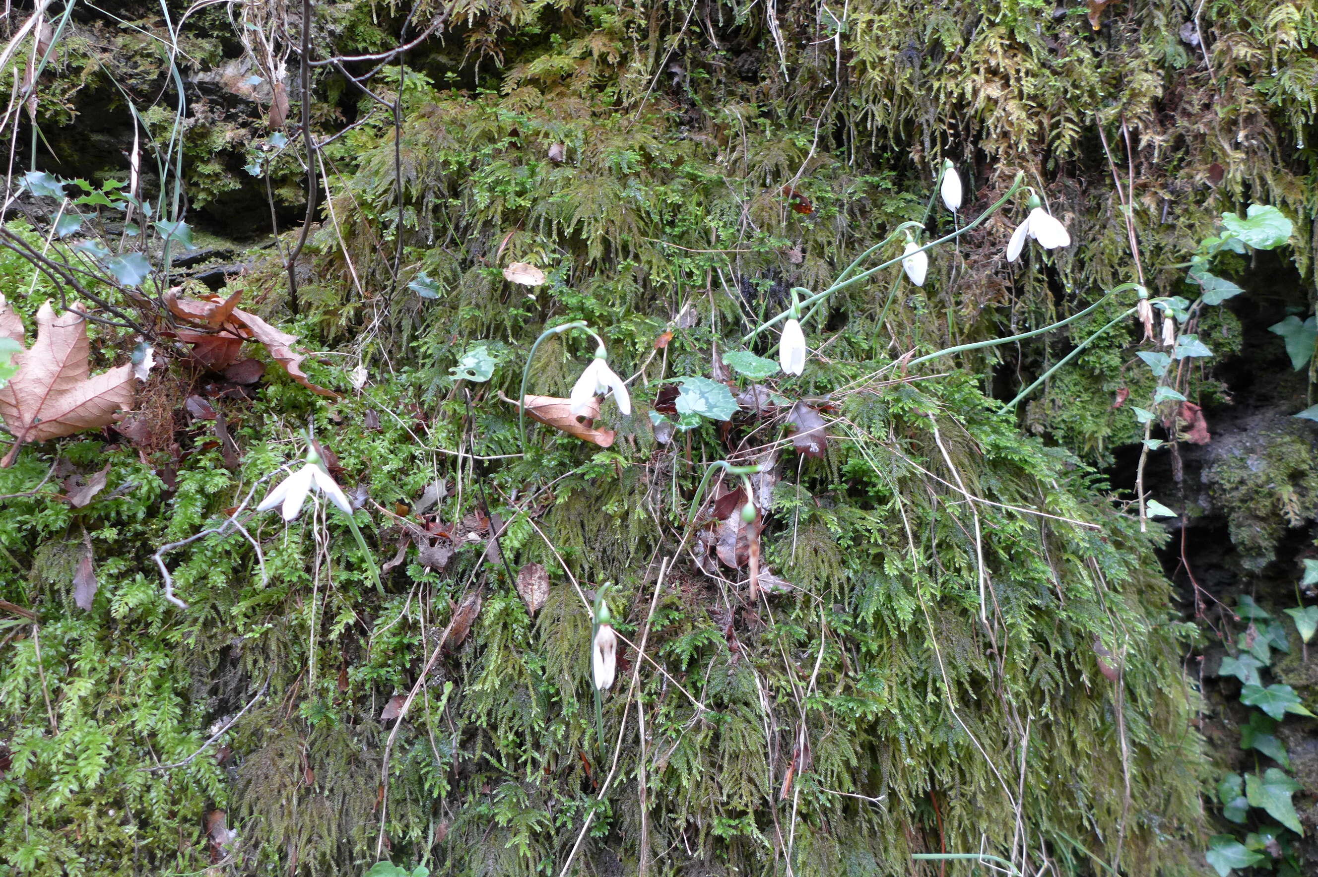 Image of Queen Olga's Snowdrop