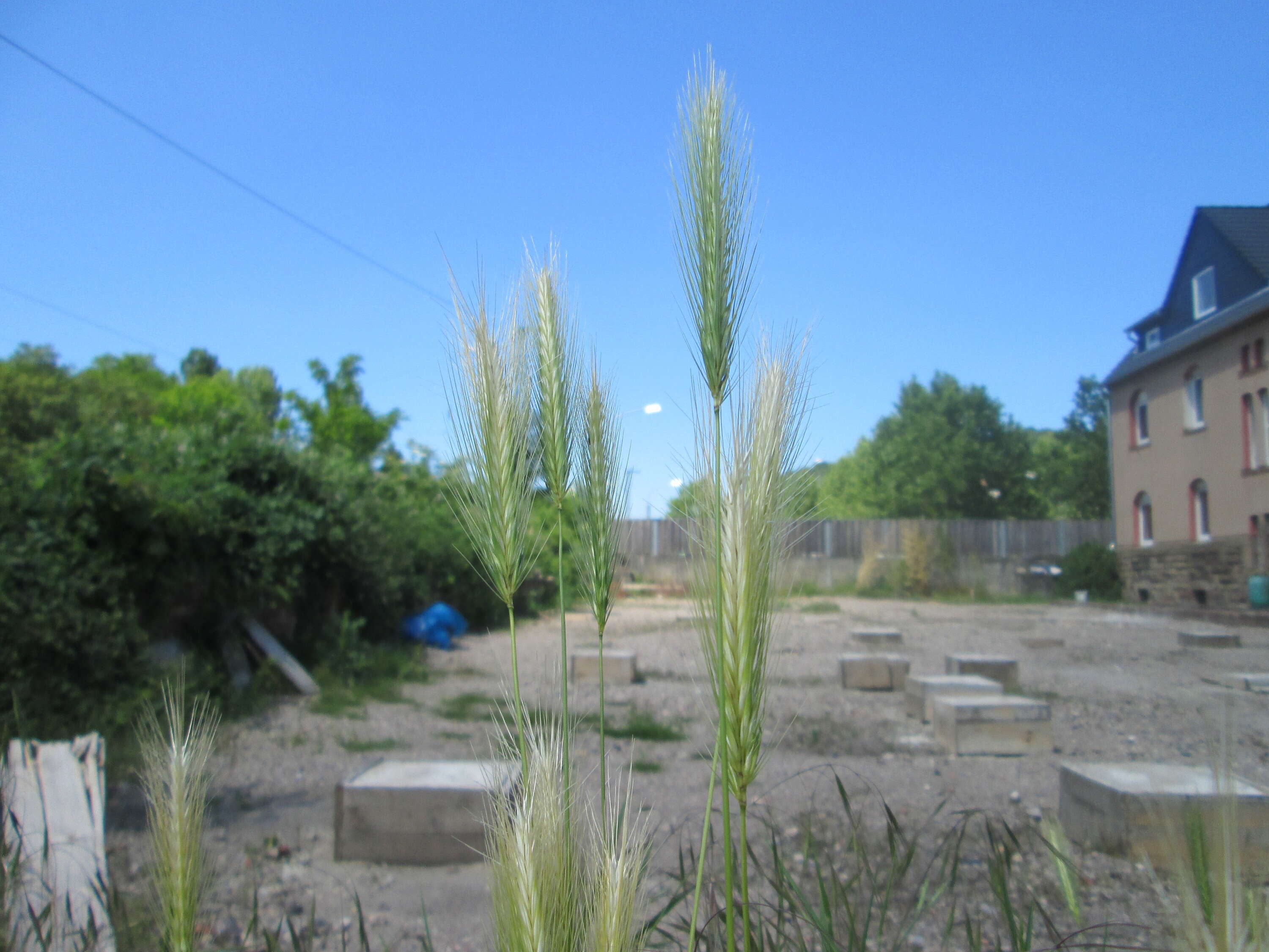 Image of mouse barley