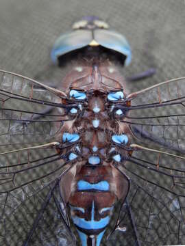 Image of Variable Darner