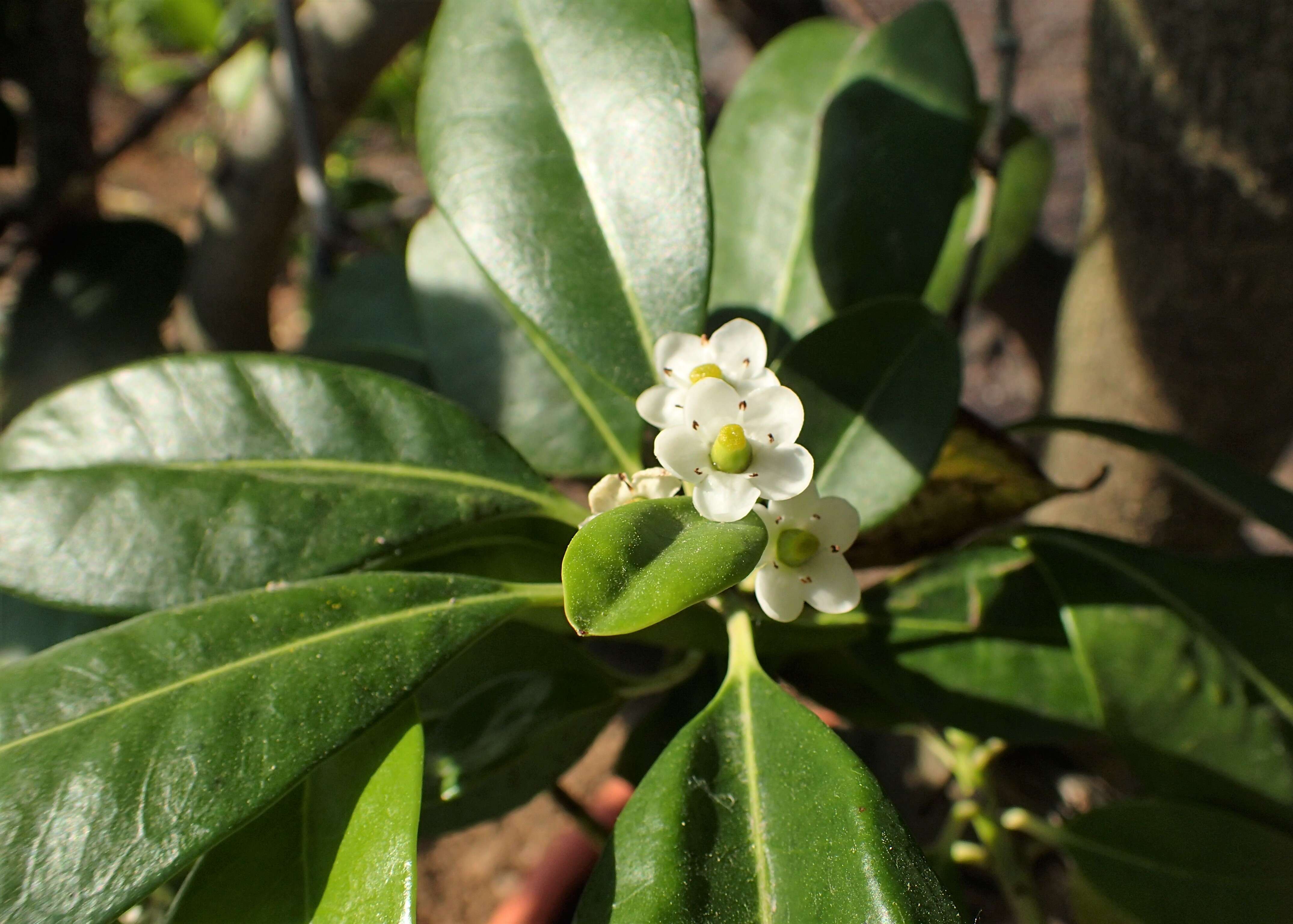 Sivun Ilex canariensis Poir. kuva