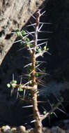 Image of Alluaudia comosa (Drake) Drake