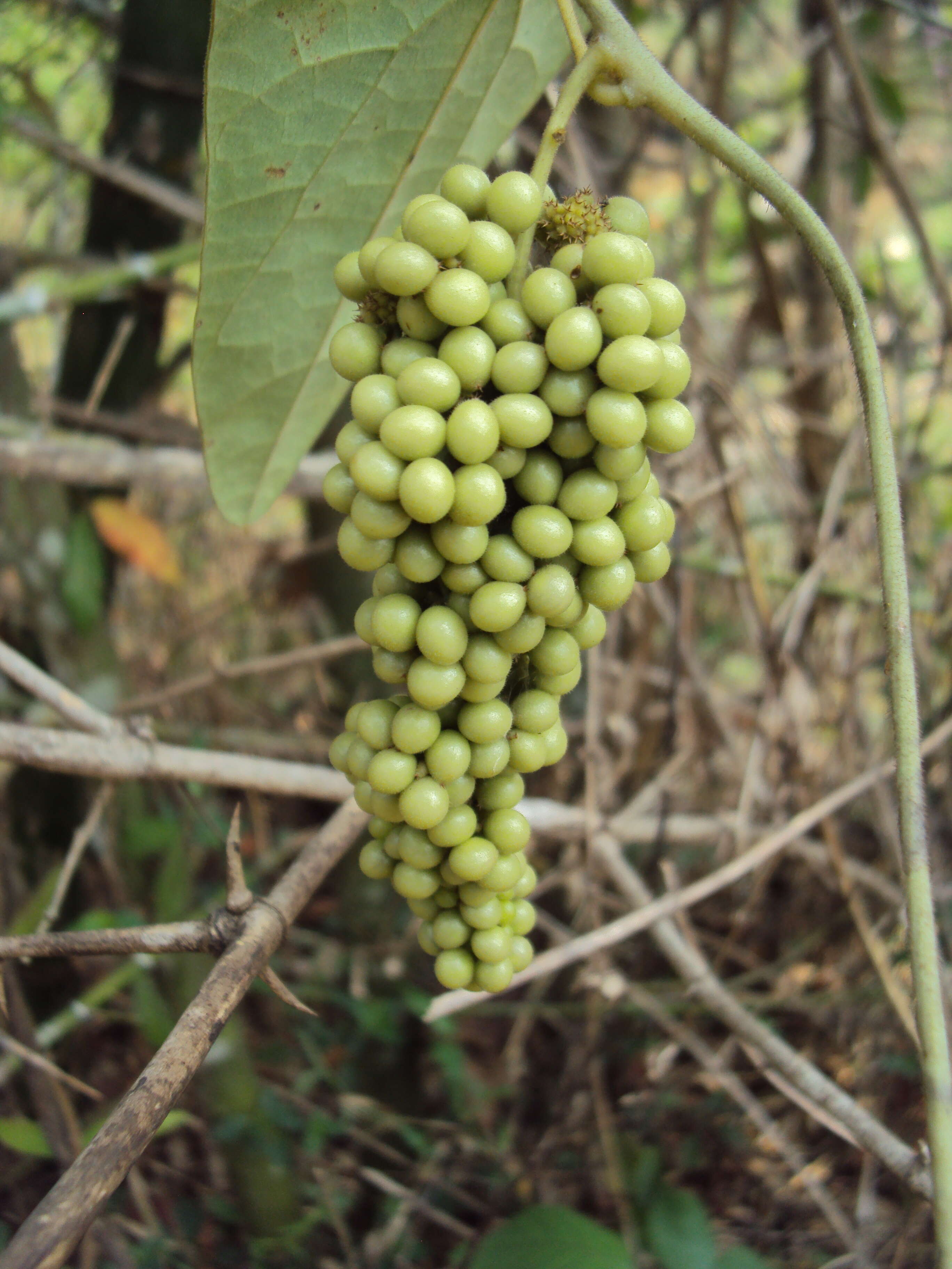 Image of Cyclea peltata Hook. fil. & Thoms.