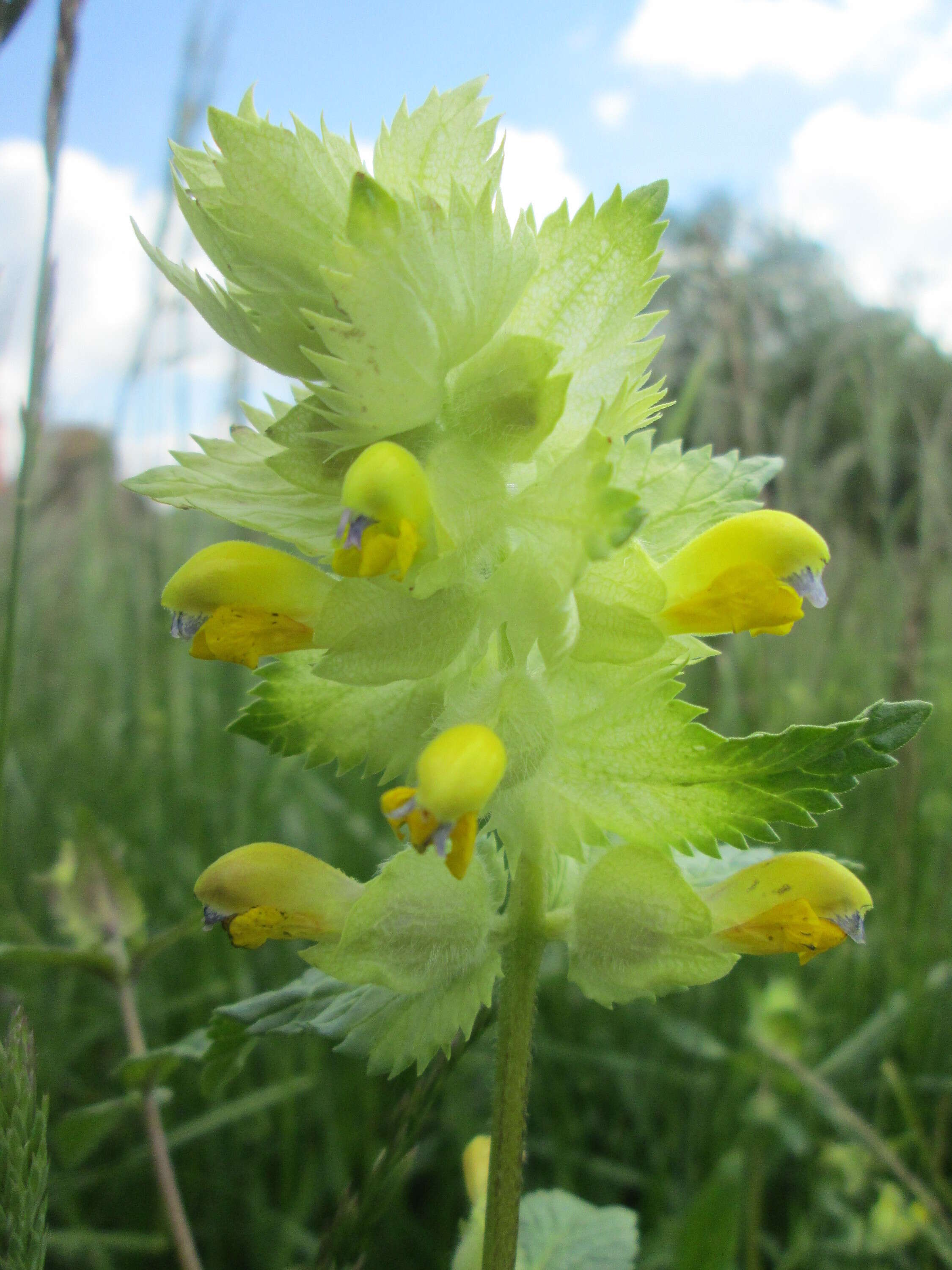 Image of European yellow rattle