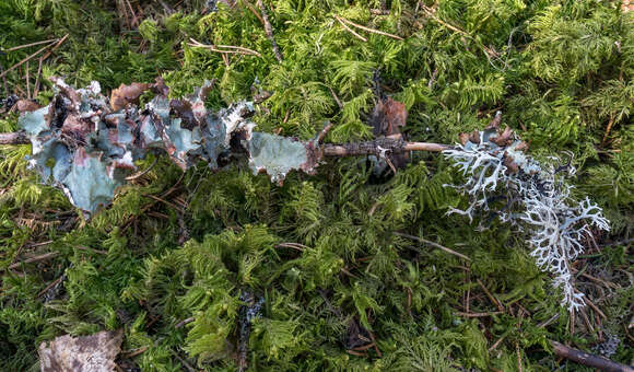 Image of Varied Rag Lichen