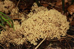 Слика од Ramaria stricta (Pers.) Quél. 1888