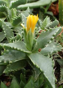 صورة Faucaria felina (Weston) Schwant. & Jacobsen