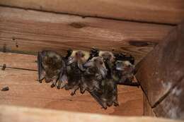 Image of Brown long-eared bat