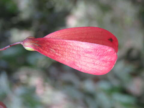 Image of Hopea ponga (Dennst.) D. J. Mabberley